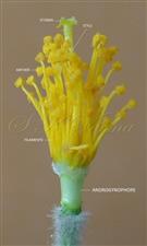 Stamens and Pistil